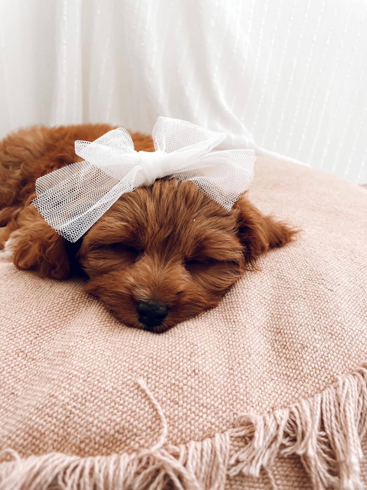 Tulle Hair Bows