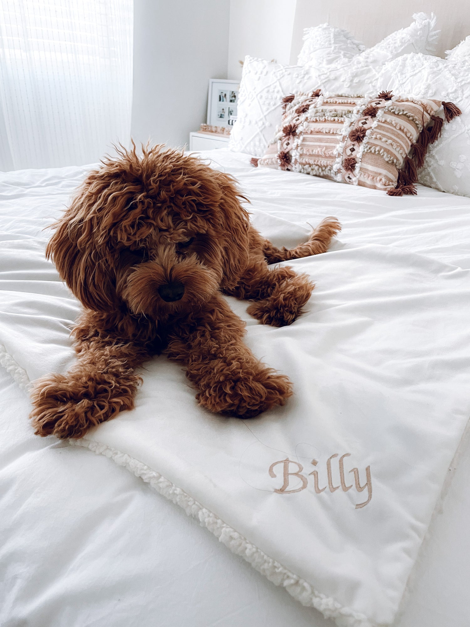 Pet Blankets