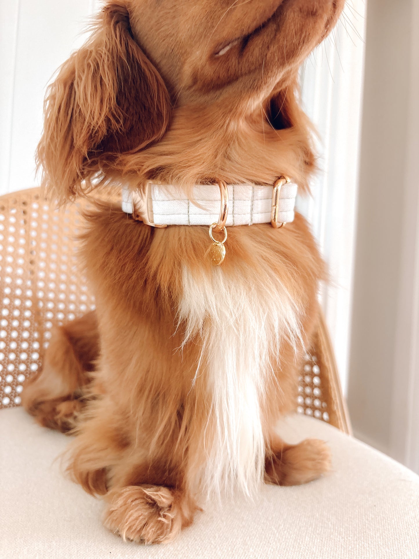 Romeo Collar