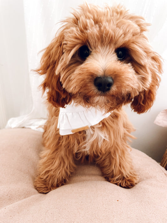 Lottie Side Ruffle Bandana